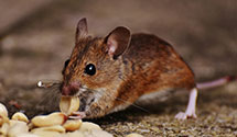 Find Exterminators in Oglala Lakota County